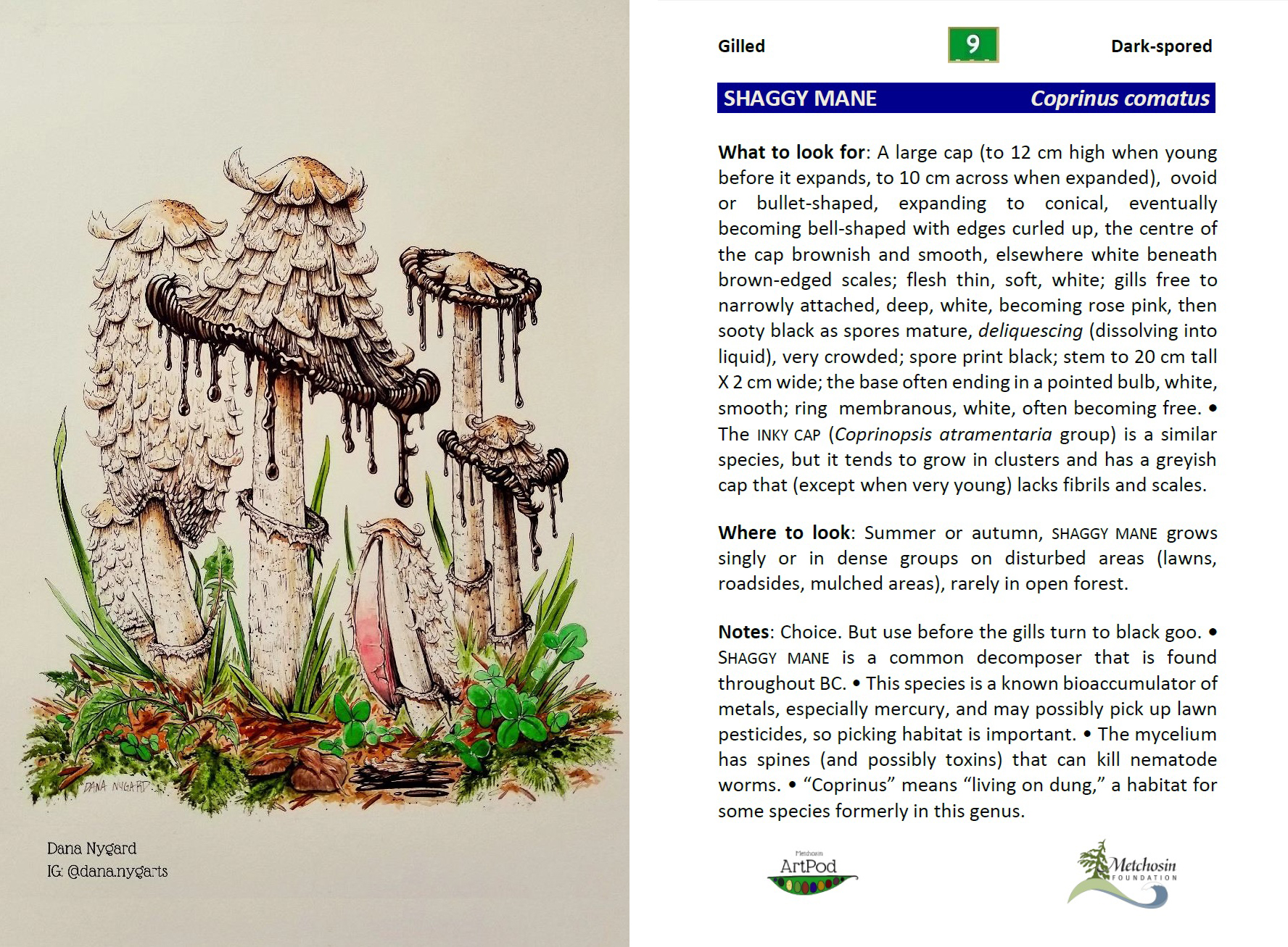 mushroom art cards